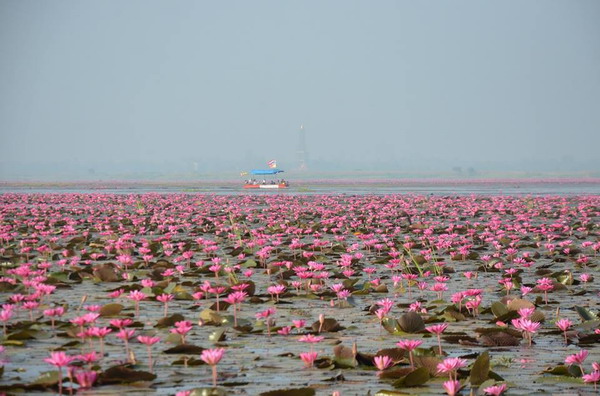 ทะเลบัวแดง จ.อุดรธานี